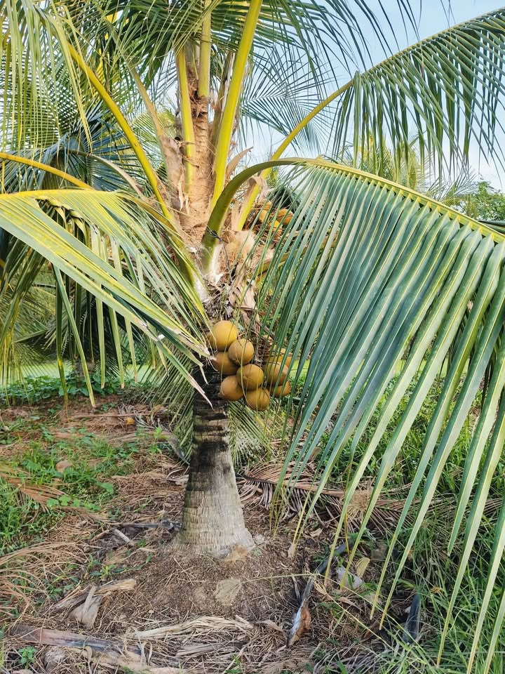 Đất nông nghiệp 1500m² tại Đinh Thiếu Sơn, Tân An - Giá chỉ 1.6 tỷ VND!