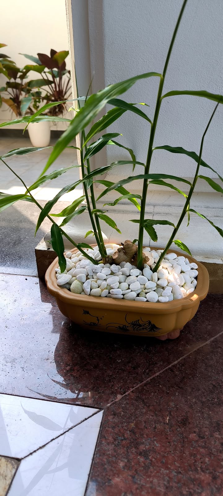 Nhà cấp 4 Phúc Khánh, Vũ Phúc, Thái Bình 41m² giá 700 triệu - Chính chủ cần bán gấp!