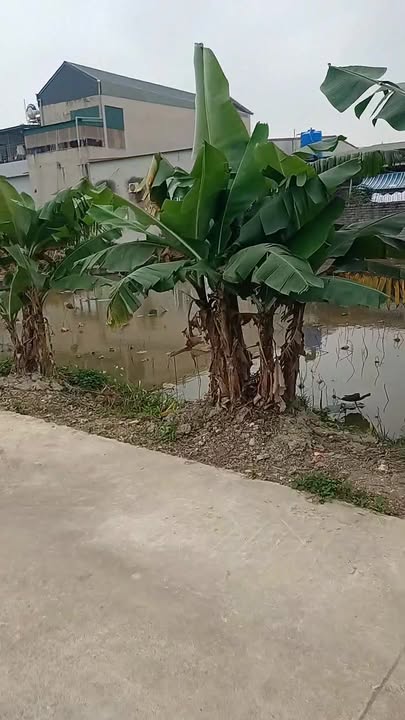 Đất nền xã Đồng Tiến, Triệu Sơn 400m² - Vị trí tuyệt vời gần chợ và trường học