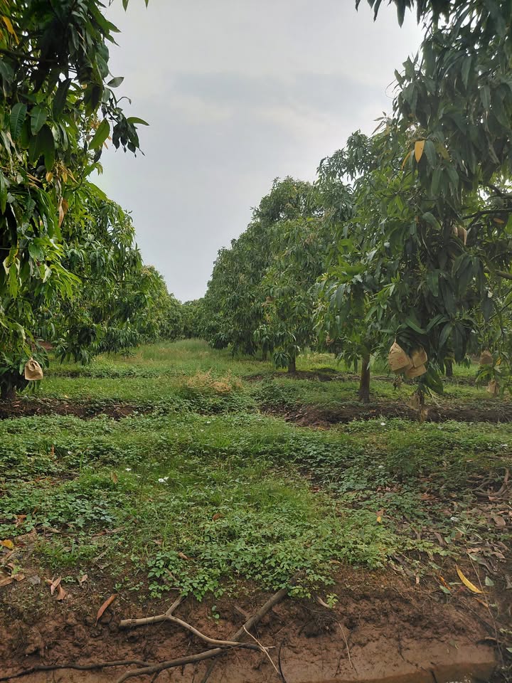 Đất trồng xoài 3000m² Tân Thuận Tây Cao Lãnh giá 1.35 tỷ - Đang thu hoạch trái!