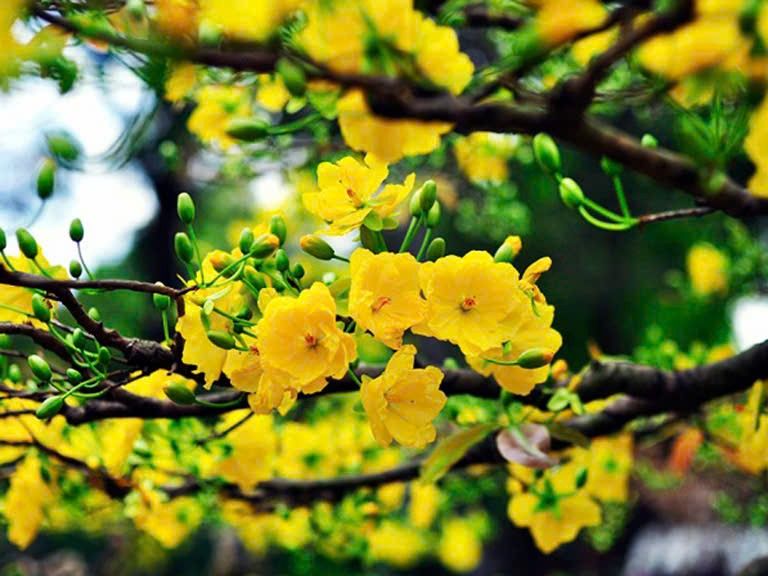 FrontHouse Hóc Môn 123.3m² giá 5.3 tỷ - Kinh doanh mọi ngành nghề