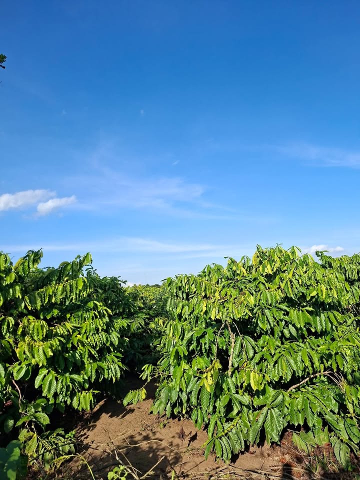 Farm 5.000m² Ea Kuăng giá 1.5 tỷ - Đầu tư sinh lời ngay hôm nay!