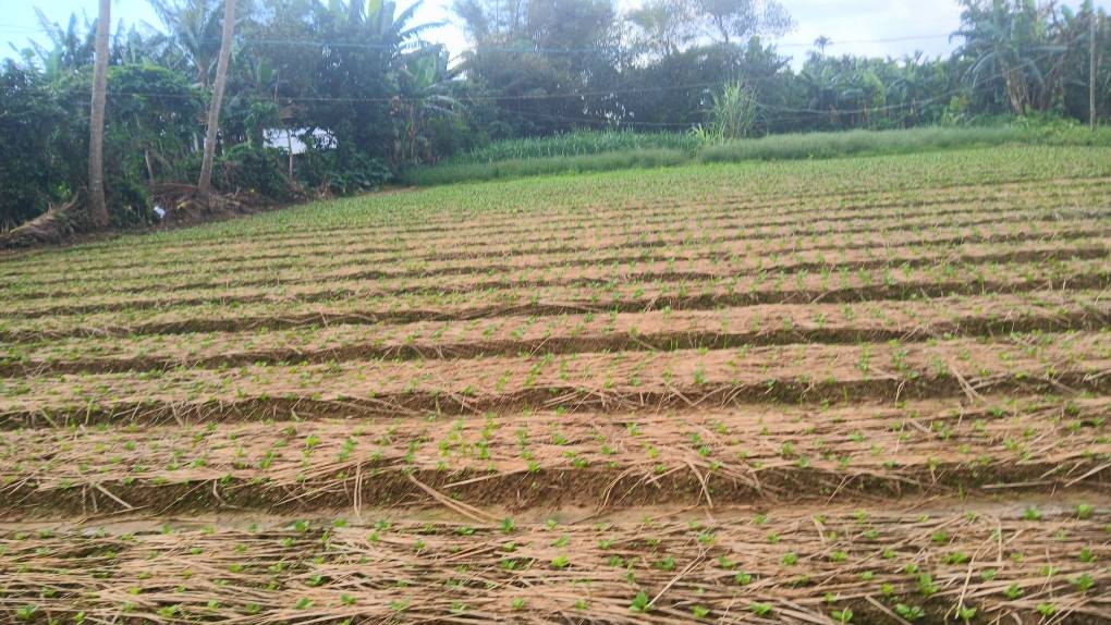 Đất vườn tại An Phú, Quảng Ngãi 1100m² giá thỏa thuận - Cơ hội đầu tư hấp dẫn!