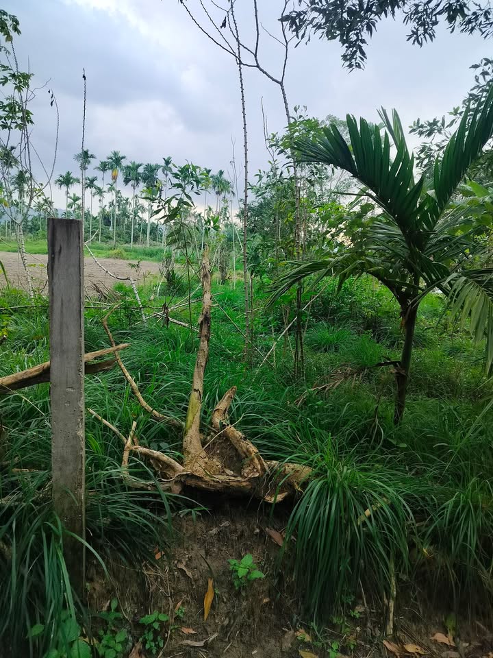 Đất nền Nghĩa Thuận Tư Nghĩa 220m² giá chỉ 320 triệu - Đường ô tô vào tận nơi!