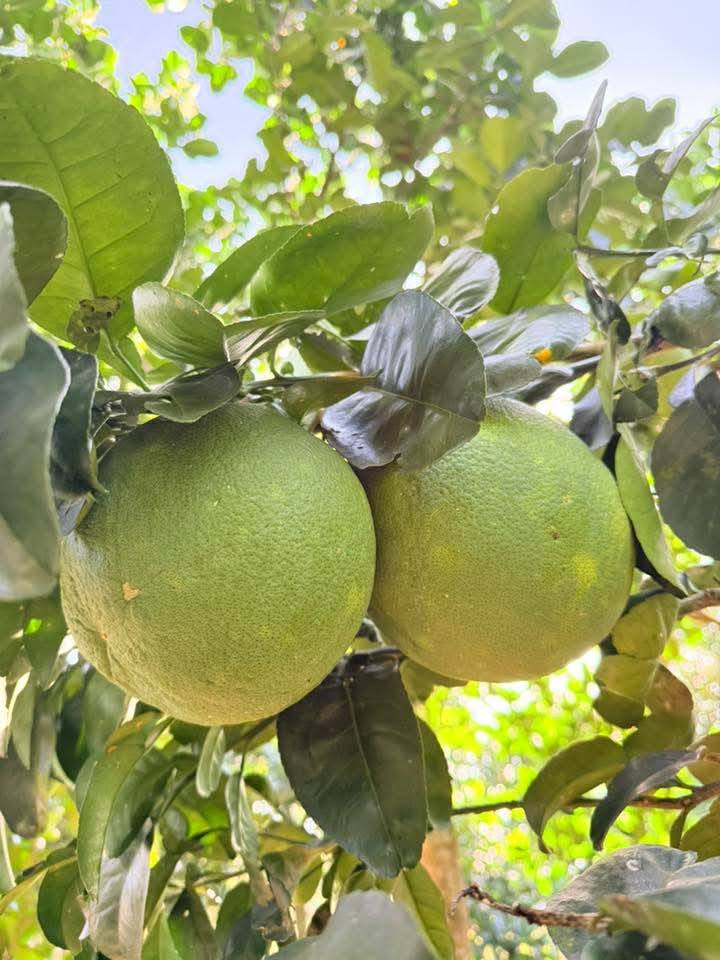 Đất thổ cư 105m² Khu Khang Thịnh, Bình Lộc - Gần chợ, tiện ích đầy đủ!