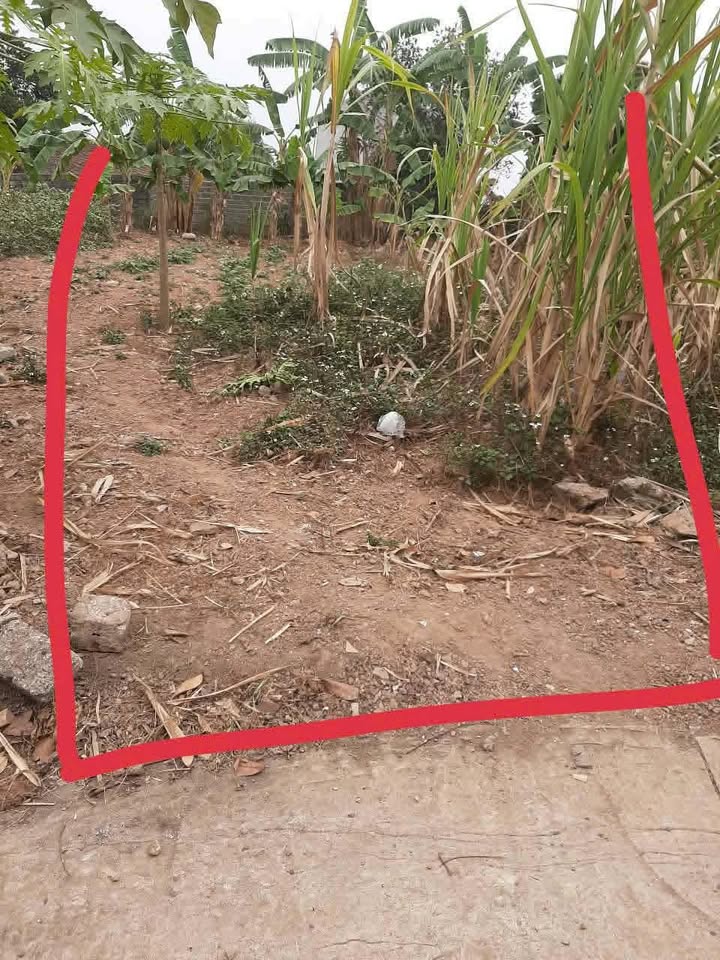 Đất thổ cư Nghĩa Hưng Lạng Giang 100m² chỉ 300 triệu - Đầu tư sinh lời tuyệt vời!