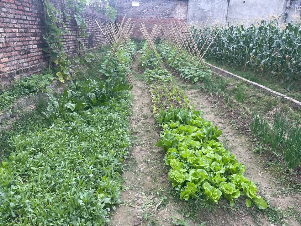 Đất thổ cư Hiền Ninh, Sóc Sơn 75m² giá 2 tỷ - Tiềm năng đầu tư vượt trội!