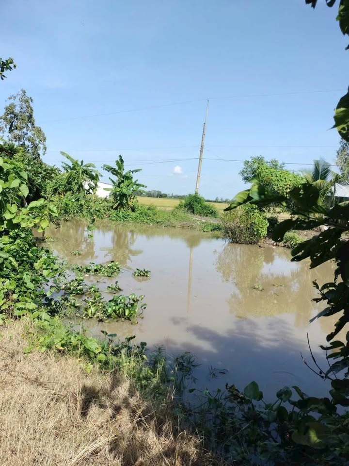 Đất ruộng 3995m² xã Thới Lai, Cần Thơ - Giá chỉ 800 triệu, đầu tư sinh lời!