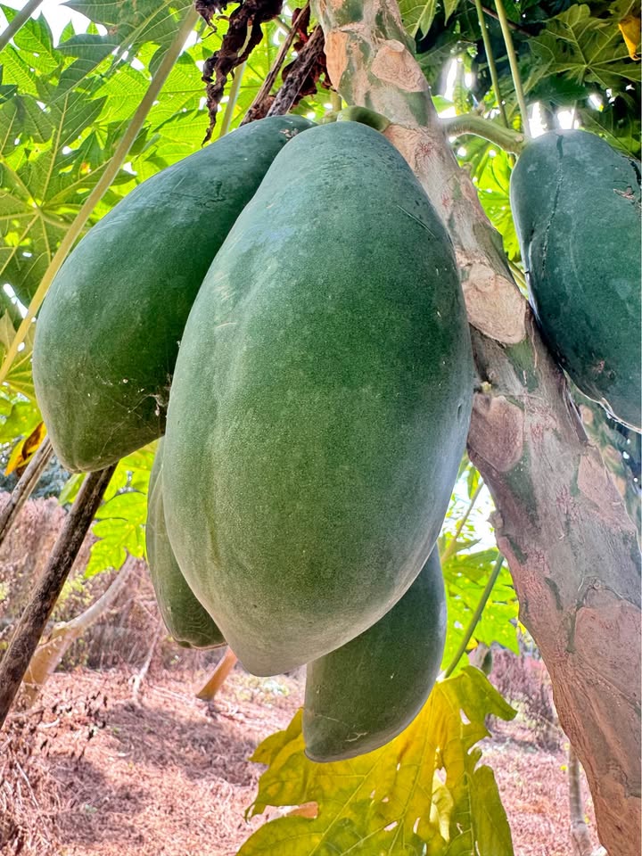 Đất nền Long Tân Bà Rịa 155m² - Sổ hồng chính chủ, đầu tư sinh lời!