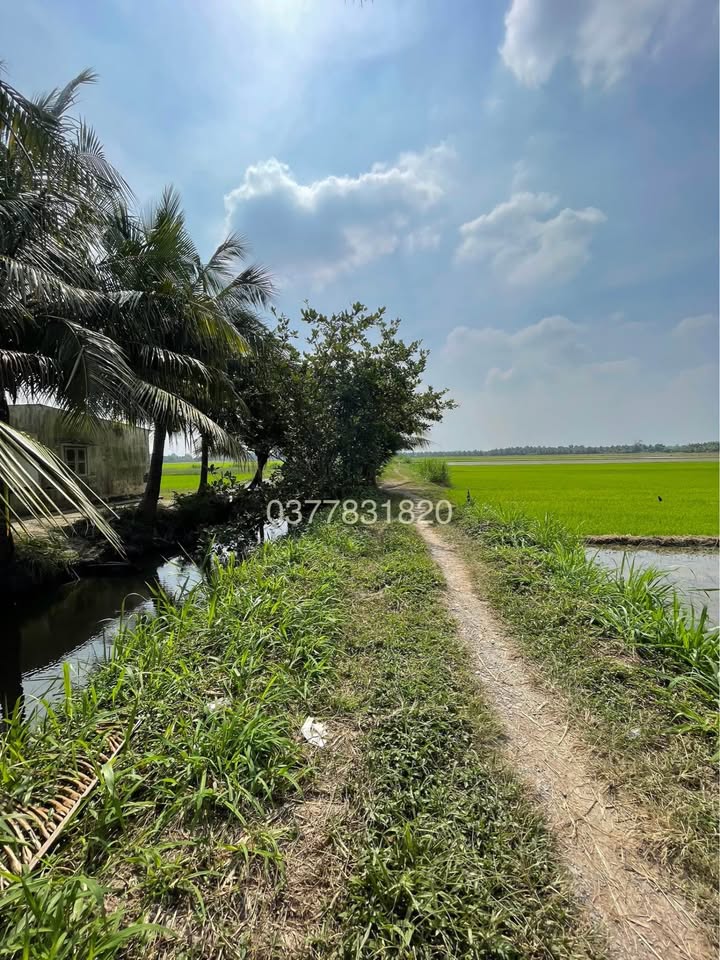 Đất lúa Trà Vinh 709m² giá 890 triệu - Cơ hội đầu tư giá trị