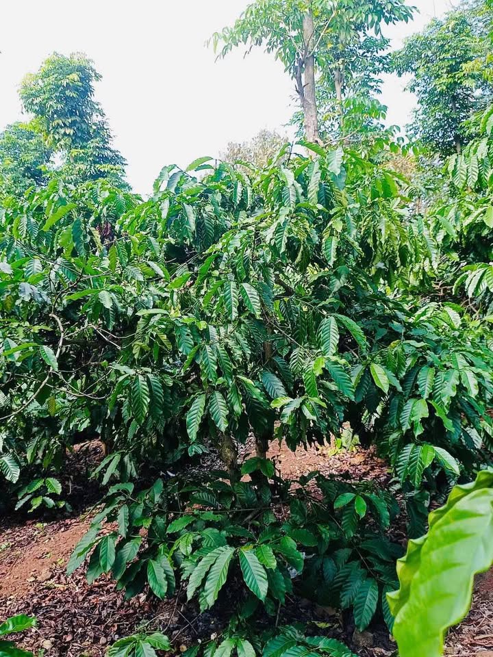 Đất Quảng Hiệp Cư M'gar 4.5 Sào giá 1.1 tỷ - Cơ hội đầu tư tuyệt vời!