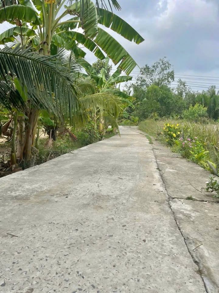 Đất vườn dừa Long Hòa, Bình Đại, 2000m² giá 1.8 tỷ - Cơ hội đầu tư tuyệt vời!