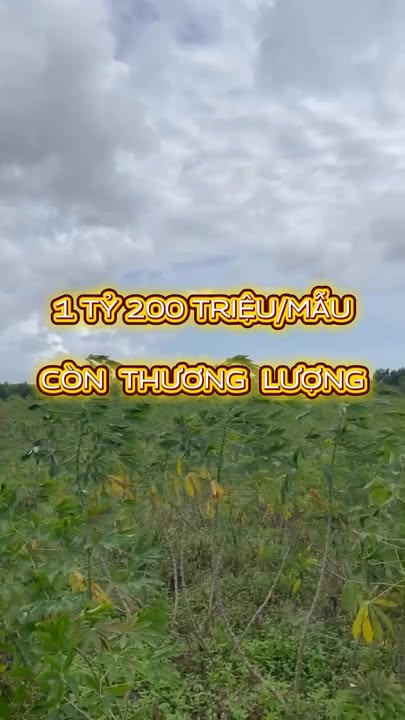 Đất nền Tân Bình, La Gi 30.486m² giá 3.65 tỷ - Đầu tư sinh lời tốt!