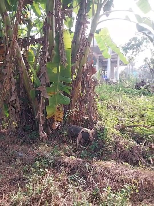 Đất nền 3600m² tại khu phố 5, Tân An, Vĩnh Cửu - Giá chỉ 1 tỷ VND!