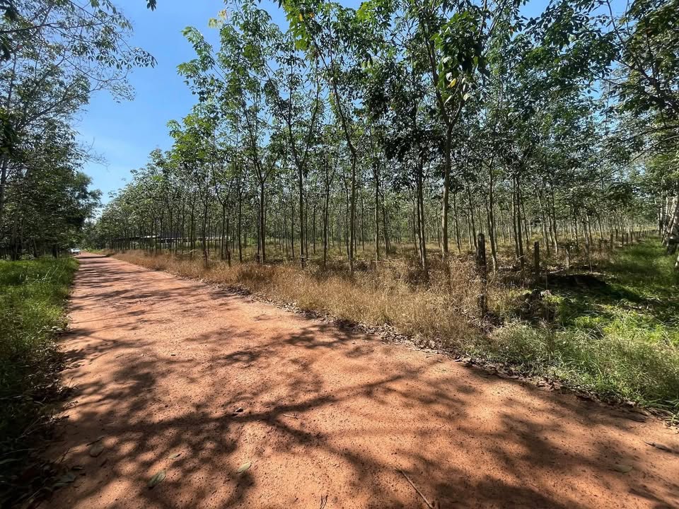 Đất nền Định Hiệp Dầu Tiếng 2200m² giá 950 triệu - Đầu tư tiềm năng