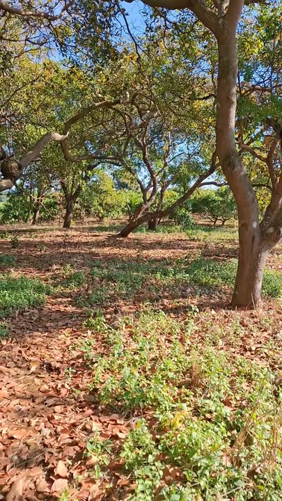 Đất nền Thống Nhất, Bù Đăng 11.000m² giá 800 triệu - Cơ hội đầu tư tuyệt vời!