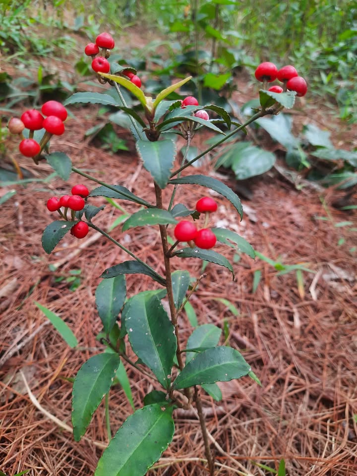 Đất thổ cư mặt tiền đường Hàm Nghi, Lộc Thắng, 400m² giá 2.5 tỷ - Đầu tư sinh lời ngay!