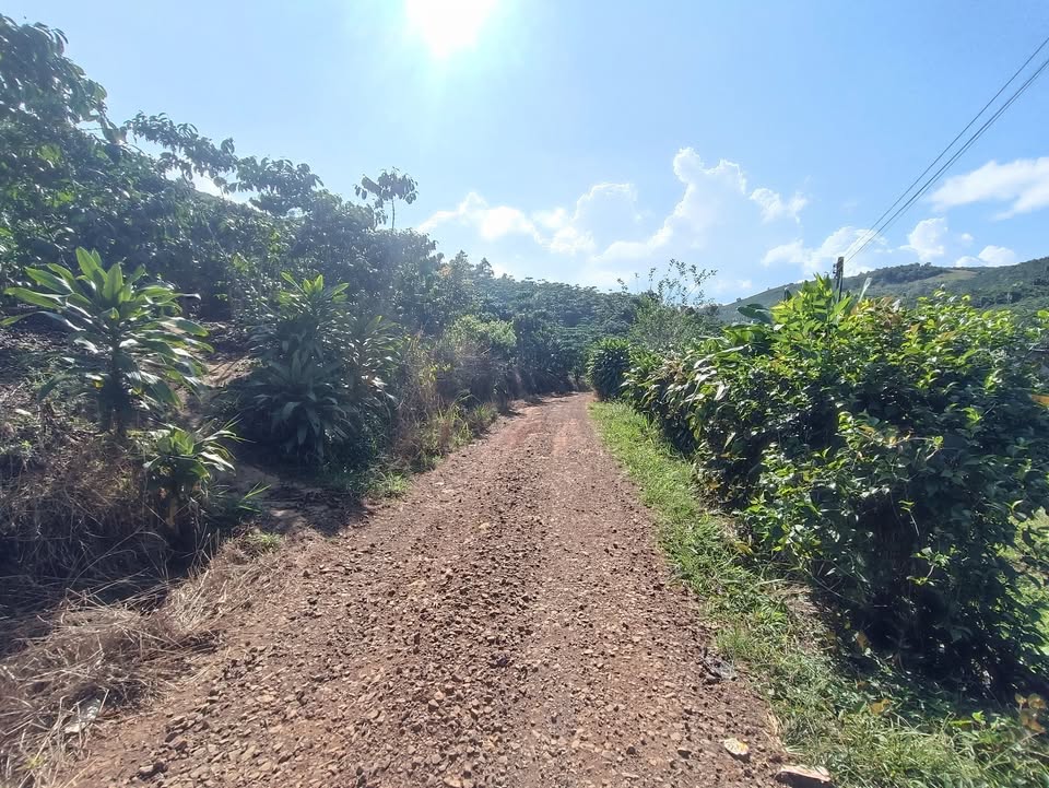 Đất thổ cư 1005m² Lộc Ngãi Bảo Lâm giá 1.2 tỷ - Cơ hội đầu tư hấp dẫn!