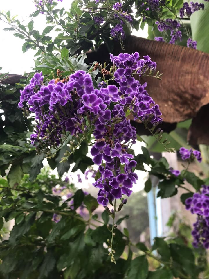 Đất nền Xuân Phú, Xuân Lộc 250m² giá 500 triệu - Khu dân cư sầm uất!