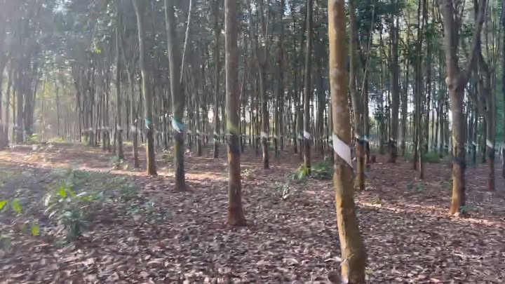 Đất nông nghiệp Suối Cao 14,400m² giá 400 triệu - Đầu tư tiềm năng!