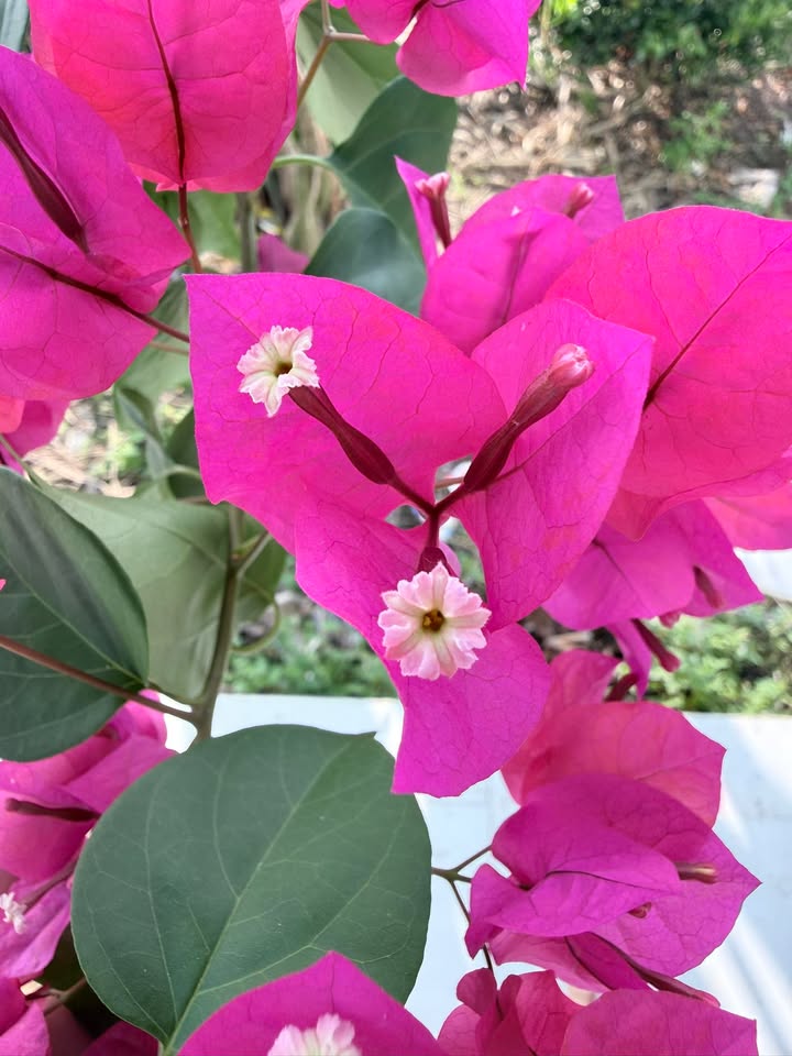 Lô đất thổ cư 1088m² tại Xuân Bắc, Đồng Nai - Giá 2 tỷ, thương lượng ngay!