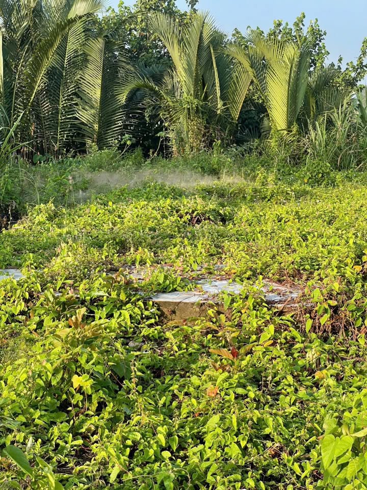 Đất nền Ô Môn, Cần Thơ 135m² giá 450 triệu - Đầu tư sinh lời ngay!