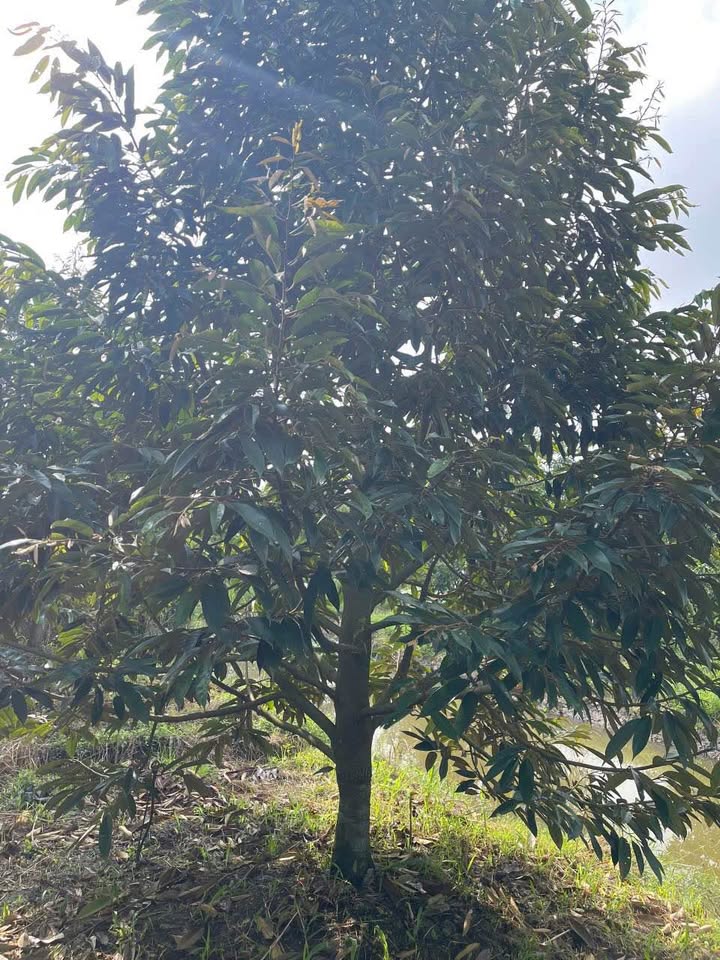 Farm 11 công Trường Long, Cần Thơ 11000m² - Sầu riêng cho thu nhập ổn định!