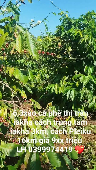 Lô đất farm 22680m² tại Ia Kha, Gia Lai - Giá chỉ 900 triệu, đầu tư sinh lời ngay!