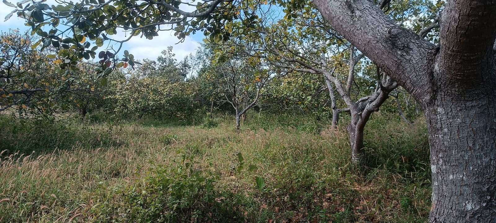 Đất rẫy Ea Nuôl Buôn Đôn 8100m² giá 1.1 tỷ - Đầu tư sinh lời ngay!