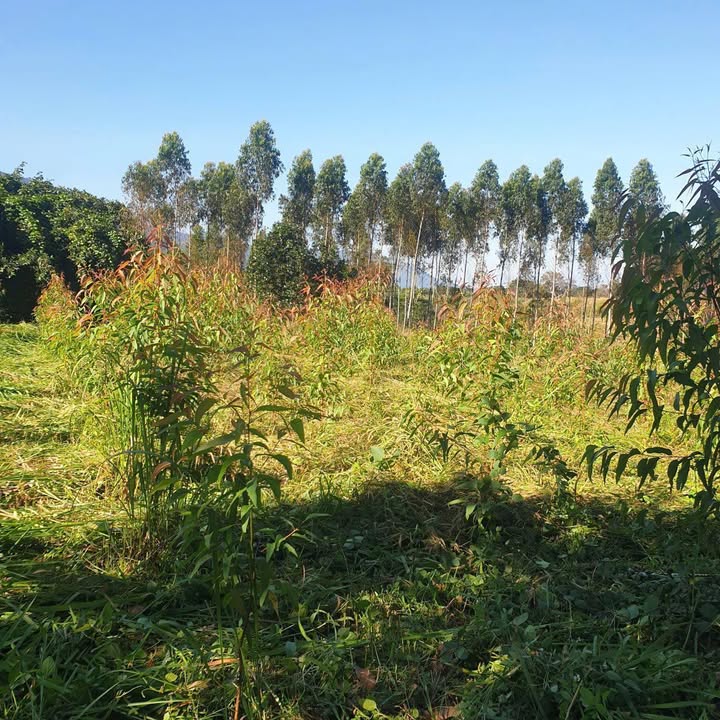 Đất Farm 1ha tại Khuê Ngọc Điền, Krông Bông, Đắk Lắk - Giá chỉ 480 triệu, thương lượng nhẹ!