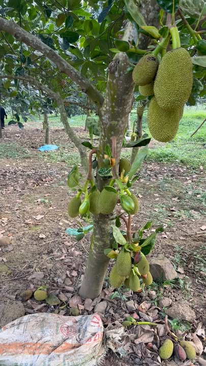 Đất thổ cư Suối Hai 4830m² giá 14.49 tỷ - Vị trí đắc địa 3 mặt đường