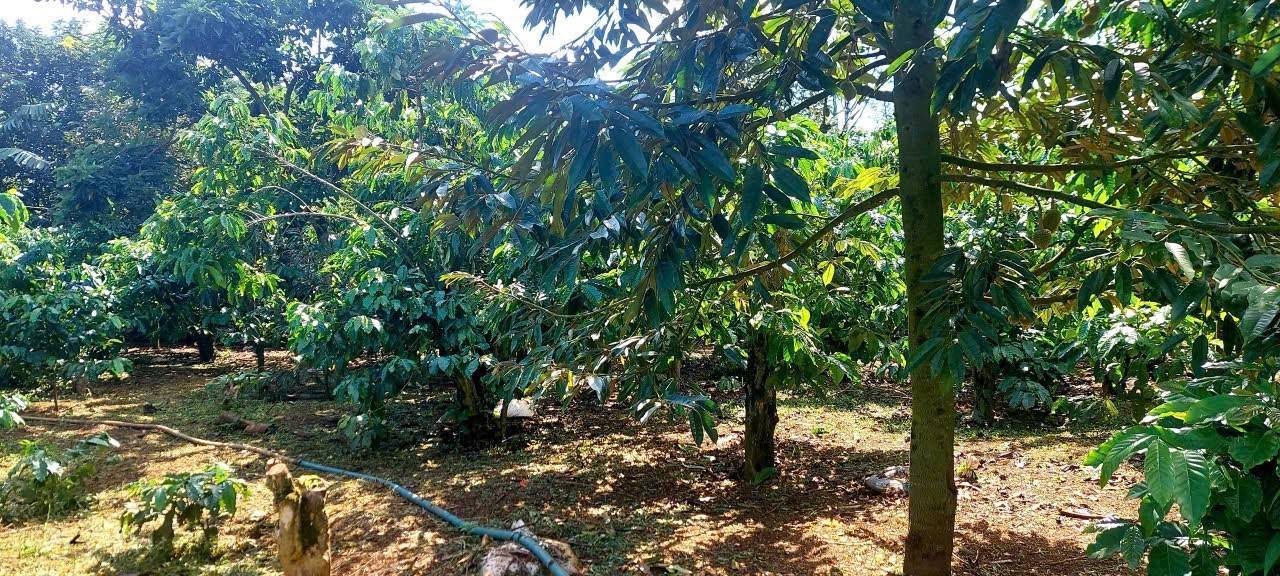 Đất nền Lộc Nga Bảo Lộc 5400m² giá 2.2 tỷ - Mặt tiền bê tông ô tô vào tận nơi!