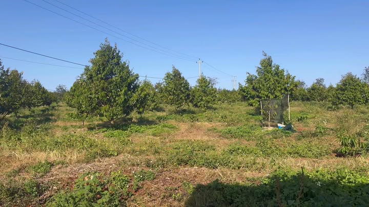 Farm 7ha sầu riêng tại Ia Ko, Chư Sê, Gia Lai - Giá chỉ 1.89 tỷ VND!