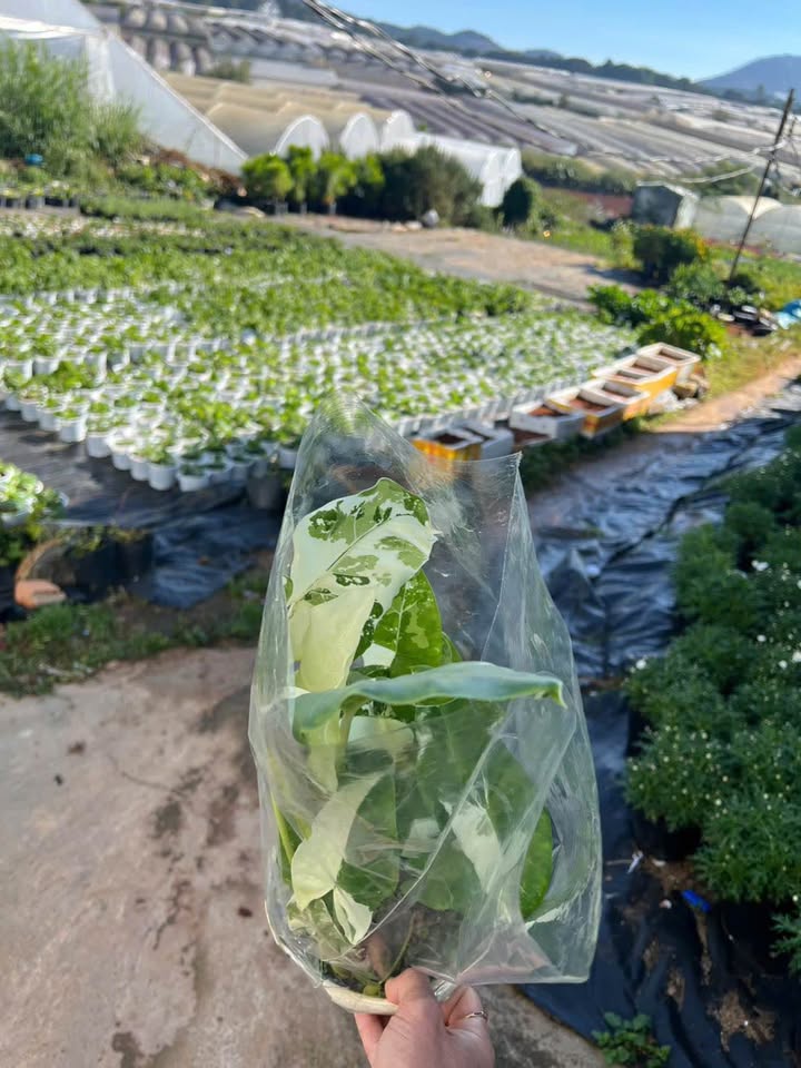 Đất Nguyên Tử Lực, Đà Lạt 65m² giá 650 triệu - Sổ đỏ chính chủ, đường ô tô