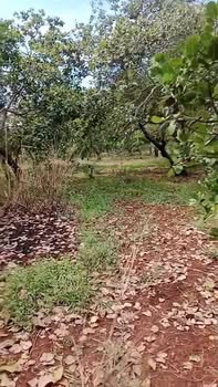 Đất nền Nghĩa Trung Bù Đăng 1,1ha giá 2,1 tỷ - Sổ đỏ chính chủ, vuông vức