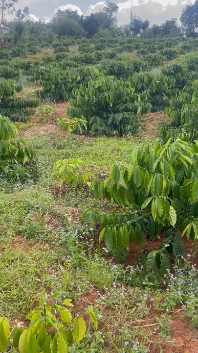 Đất nền 7ha tại xã Ea Kuếh, Cư M'gar - Giá 1.85 tỷ - Cơ hội đầu tư hấp dẫn!