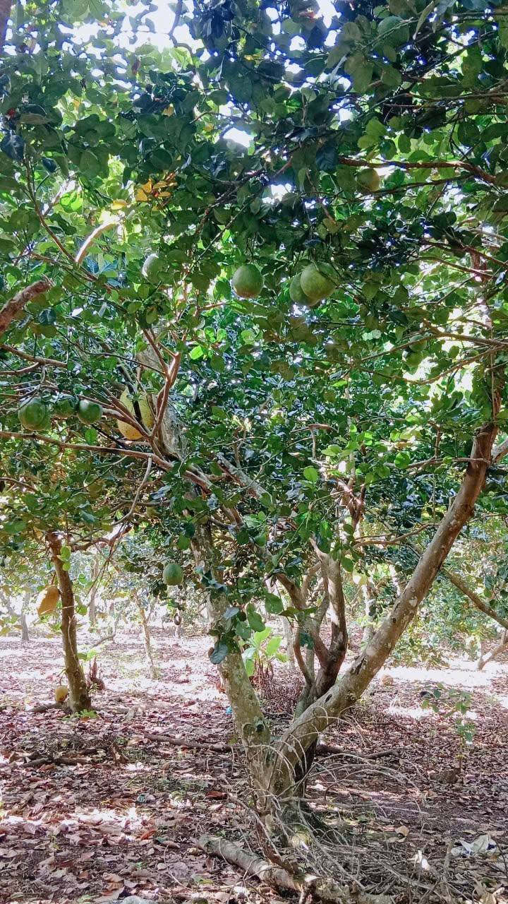 Đất nền Bình Lộc Long Khánh 720m² giá 1.95 tỷ - Mặt tiền đẹp, gần chợ