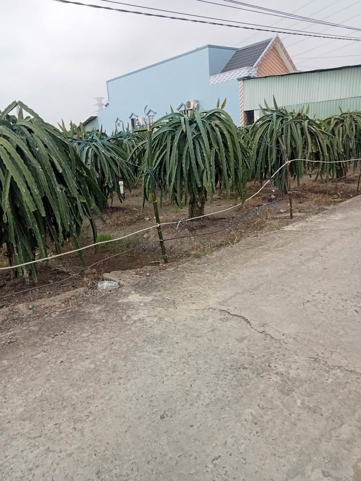 Đất thổ cư Thanh Phú Long 1100m² giá 799 triệu - Cơ hội đầu tư hấp dẫn!