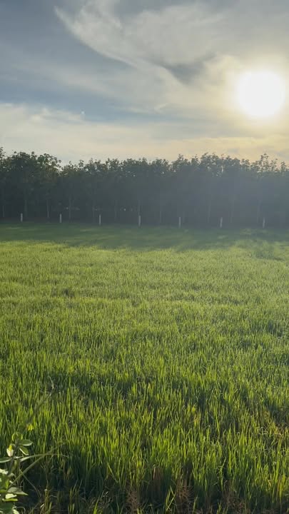 Đất nền Ấp Lòng Hòa - Tây Ninh, 260m² giá 375 triệu - Đầu tư sinh lợi ngay!