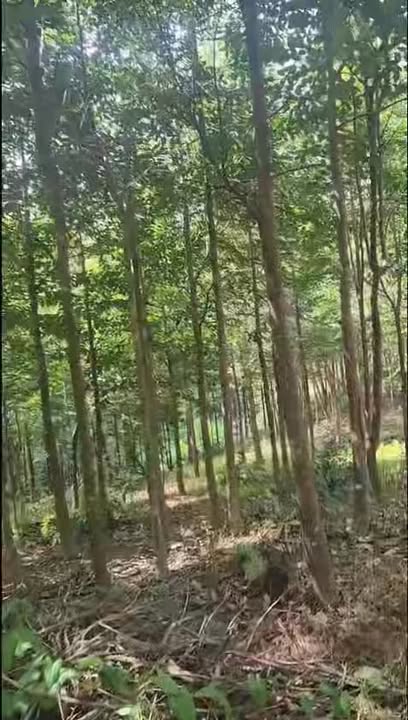 Đất Farm 7 sào Phú Nghĩa, Bình Phước - Ô tô vào tận nơi, giá thỏa thuận!