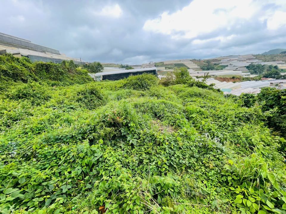 Đất thổ cư Xuân Thọ Đà Lạt 1670m² giá 5,7 tỷ - Cơ hội đầu tư tuyệt vời!