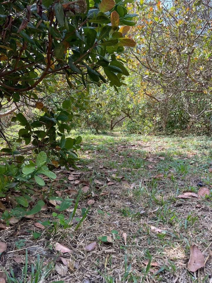 Đất nông nghiệp Lộc Thành 32,400m² giá 800 triệu - Đầu tư sinh lời ngay!