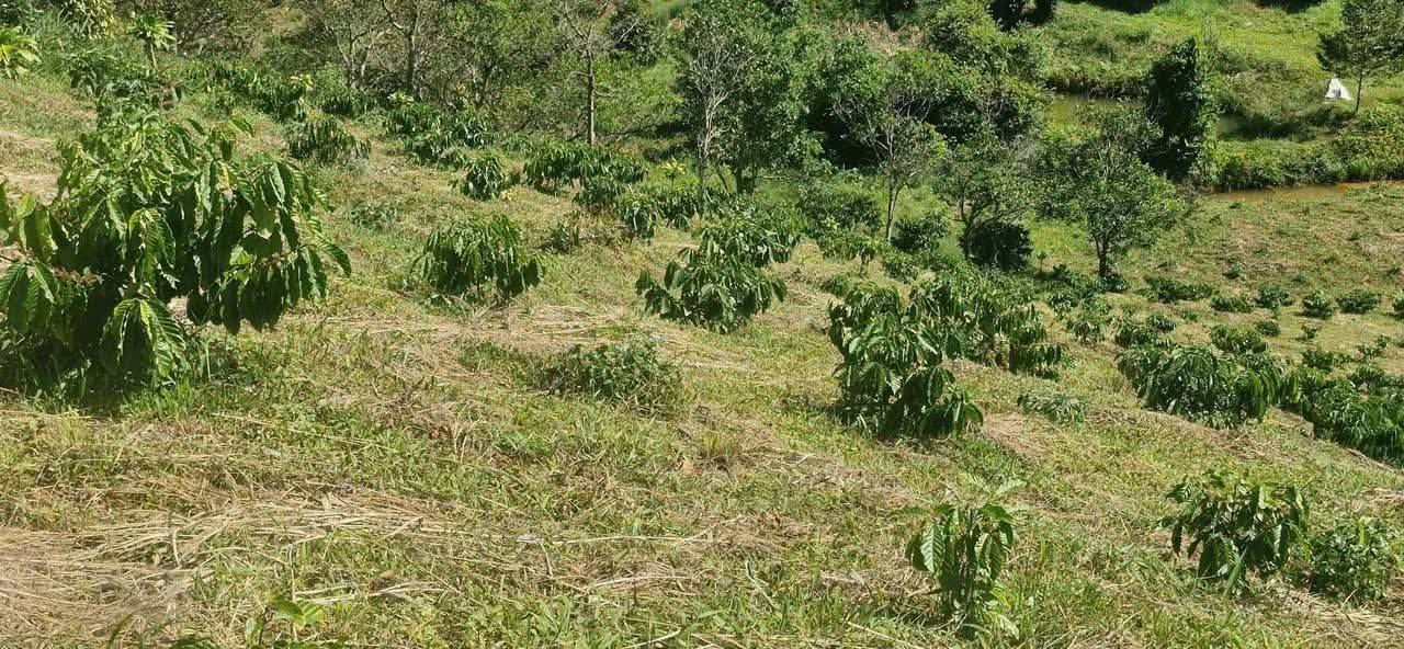 Đất thổ cư Lộc Bắc Bảo Lâm 9300m² giá 1.5 tỷ - Sổ đỏ chính chủ, thương lượng tốt!