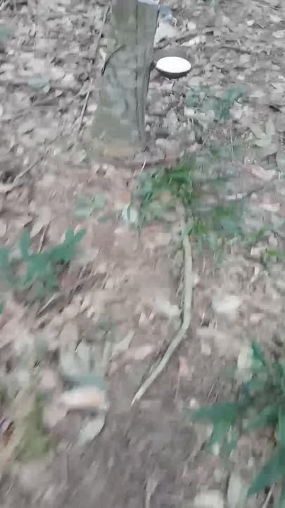 Đất nông nghiệp Phước Vĩnh 10,000m² mặt tiền đường - Cơ hội đầu tư hấp dẫn!