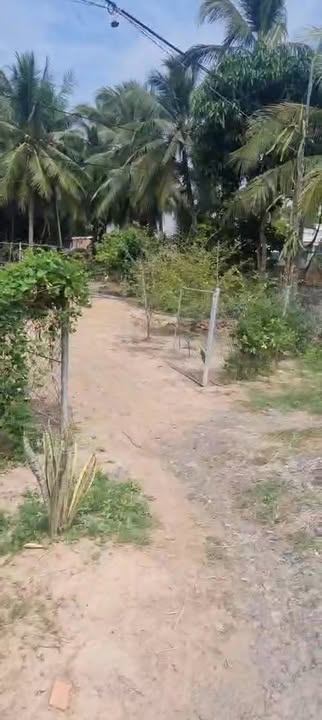 Đất mặt tiền đường huyện 31, xã An Trường A, Càng Long, 3440m² - Cơ hội đầu tư sinh lời!