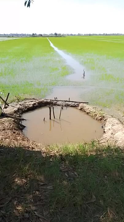 Đất lúa 30 công tại xã Tân Hòa, huyện Tân Thạnh, Long An - Đầu tư sinh lời ngay!