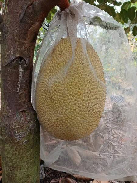 Đất vườn Tân Nhuận Đông, Châu Thành, Đồng Tháp 3059m² - Giá tốt cho đầu tư!