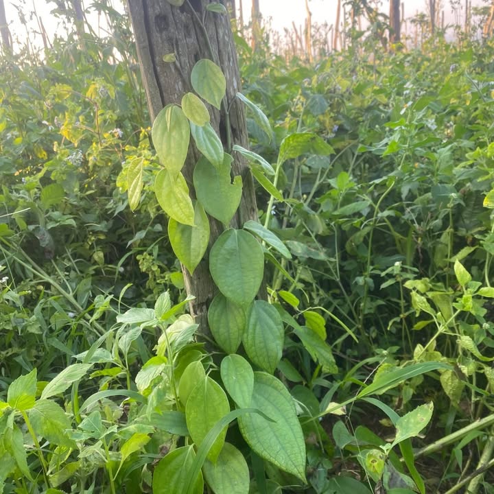 Đất nền 4 sào tại Cư Bao, Buôn Hồ - Giá chỉ 1.48 tỷ, cơ hội đầu tư tuyệt vời!