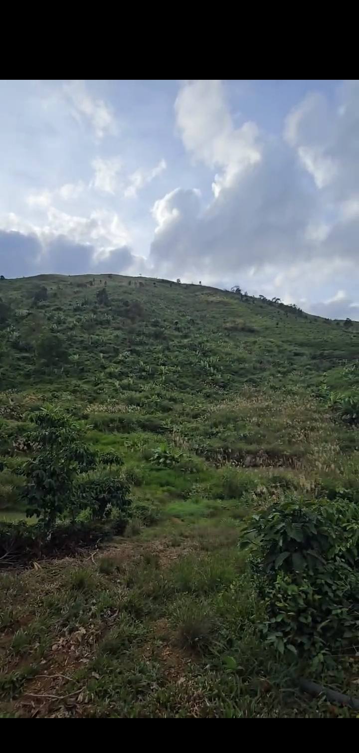 Đất vườn Lộc Thành Bảo Lâm 2,6ha giá 3.9 tỷ - Cơ hội đầu tư tuyệt vời!