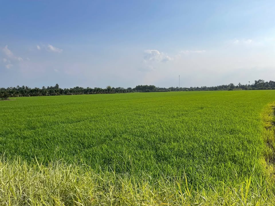 Đất lúa 3.800m² xã Tân Phước 3 giá chỉ 1.216 tỷ - View kênh thoáng mát!